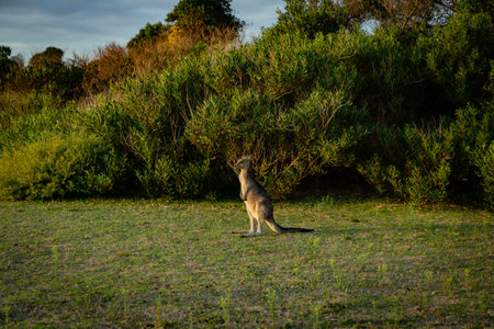Small Kangaroo juvenile joey on grass at Wildlife Walk trail at Wilson Promontory with sunset autumn bush viewの写真素材