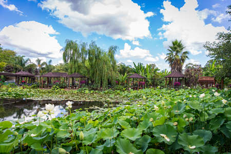 Lotus flower, water lily and green leaves floating on the water in the park with pavilions in the blue cloudy skyの写真素材