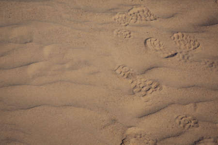 Big Drift desert closeup sand dry landscape field at Wilson Promontory Victoria Australiaの写真素材