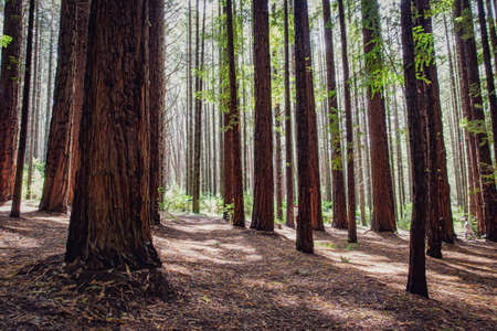Red-barked trees forest of towering redwood trees, towering into the sky with sunlight day