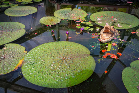 Giant water lily, Lotus flower, water lily and green leaves floating on the water in the park gardenの写真素材