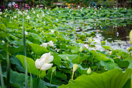 Lotus flower, water lily and green leaves floating on the water in the park gardenの写真素材