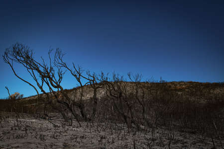 Bushfire with dark dust sand field, burnt black charcoal trees with long shadow and blue sky in...