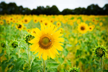 Yellow sunflowers, close up zoom in view, at the original sunflower farm Victoria Australiaの写真素材