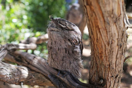 Tawny Frogmouth, Podargus strigoides owl-like nightjar grey bird on the tree in Australiaの写真素材