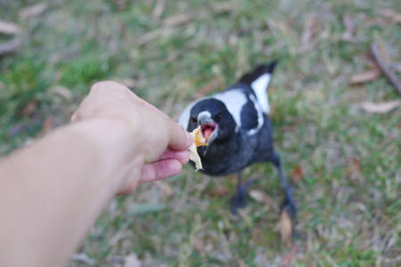 Australian magpie juvenile eating by human hand, feeding bread to bird in park in Australia, closeup selective focus.の写真素材