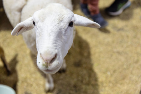 Inquisitive White Dorper, Katahdin Sheep Close-Up, Focused Gaze in Farm Setting, Sheep Breeding and...