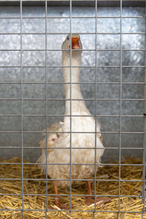 Domestic Slovak White Goose, Elegant White Plumage, in a Cage with Straw Beddingの写真素材