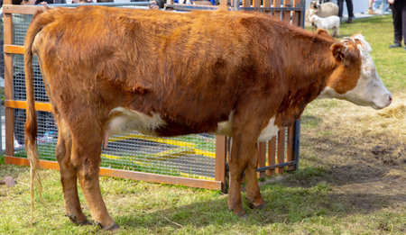 Hereford Cattle Calf and Cow, Brown and White Colored with Side View in the Farmの写真素材