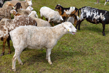 Cordero Manchego, Katahdin, Dorper, and Persian Sheep Lambs Baaing and Screaming on the Farm