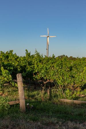 Wind Turbine Standing Tall Over Lush Vineyard, Symbolizing Winery's Commitment to Sustainabilityの写真素材