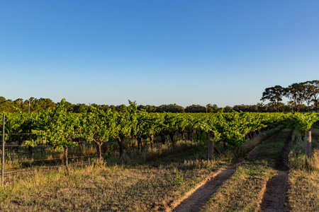 Wind Turbine Dominating the Landscape of a Vineyard, Winery's Pledge to Sustainable Viticultureの写真素材