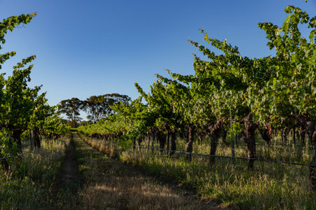Serene Vineyard Pathway Leading to Winery Horizon Under Clear Blue Skies, Inviting Explorationの写真素材