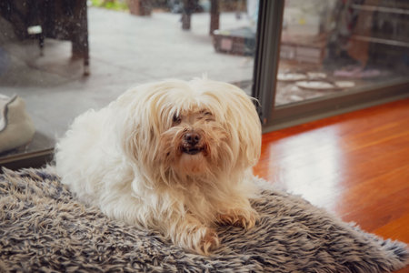 Relaxed White Havanese Dog Enjoying a Quiet Moment on a Grey Fur Rug by a Sunlit Glass Door in a Cozy Homeの写真素材