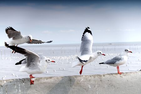 Seagulls flying low to stop on a pier and look out to the seaの写真素材