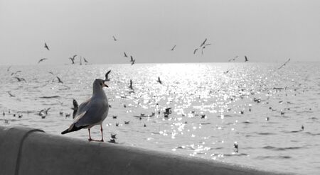 Seagulls standing on the pier looking out to the seaの写真素材