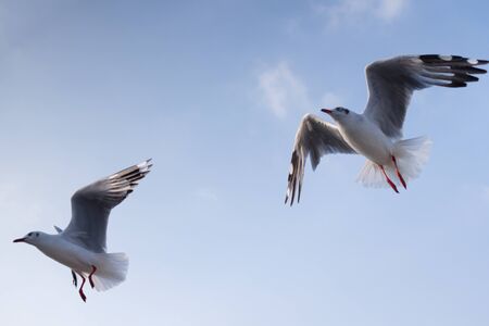 Seagulls flying up in the air with blue skyの写真素材