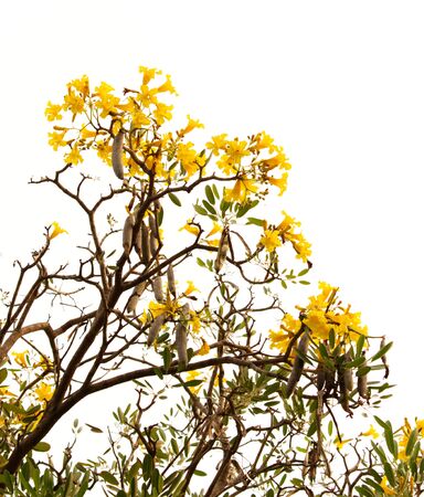 Tababuia aurea, silver trumpet tree on whiteの写真素材