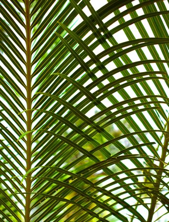 Foliage green background wallpaper, palm leavesの写真素材