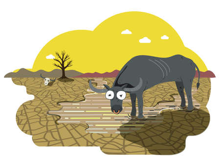 Skinny water buffalo drinking water in a puddle under hot sun, drought farmland with cracked surface...