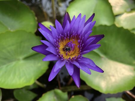 A bee in the lotus at the pond of Thailandの写真素材