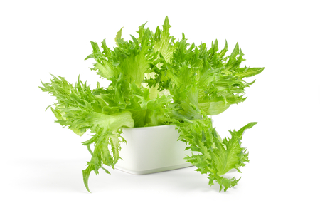 Fresh lettuce in bowl isolated on white background.の写真素材