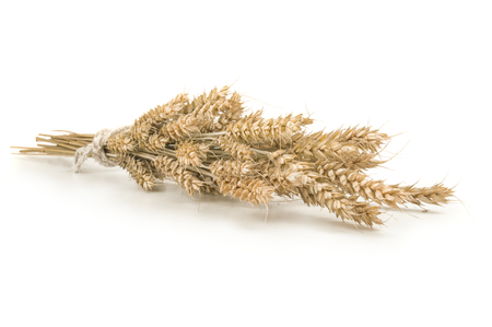 spikelets of wheat stacked in sheaf on a white.の写真素材