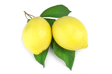 Two fresh lemons with leaves on a white background.の写真素材