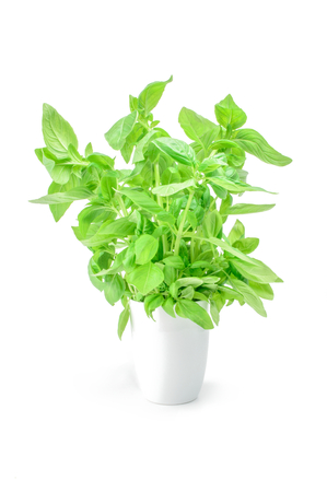 Green basil isolated on the white background.の写真素材
