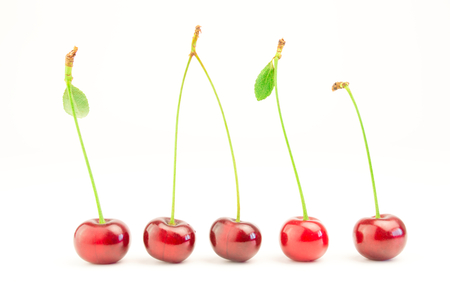 Red cherry with leaves isolated on white.の写真素材