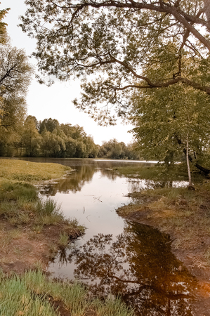 Summer landscape of a forest and small pond.