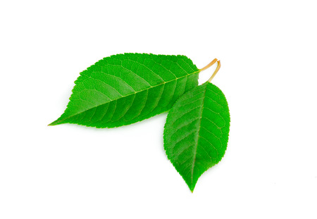 Two green leaves isolated on white background.