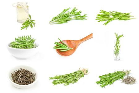 Collage of rosemary on a white background cutoutの写真素材