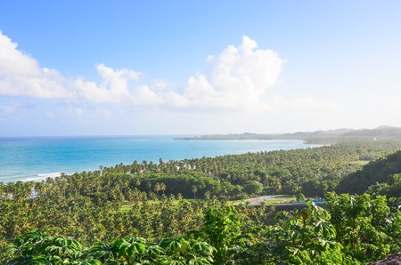 palms and beach.