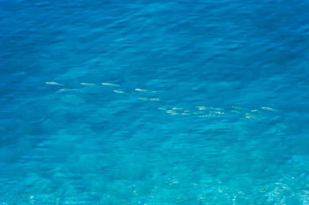 Fishes Under Water Surface.の写真素材