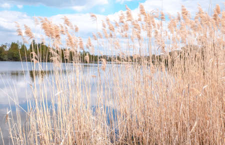 bushes near the river Backgroundの写真素材