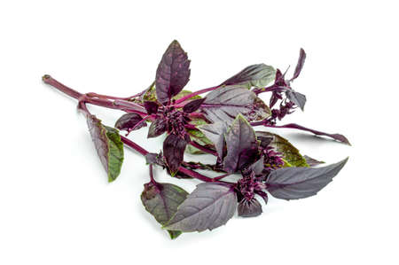 Purple basil isolated on white backgroundの写真素材