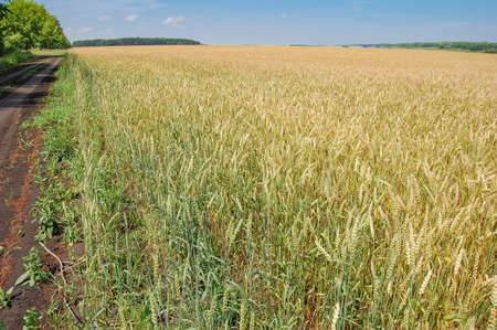 Field of rye in the summer