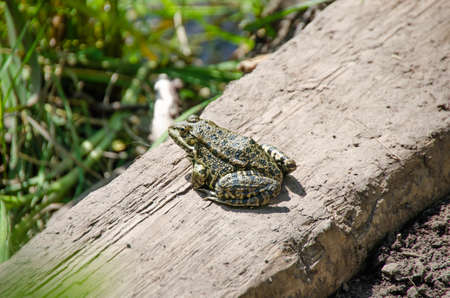 Frog sitting on the ground.の写真素材