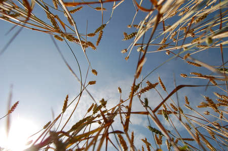 A look into the sky.の写真素材
