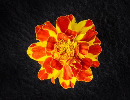 Top view of a flower on a black background. Studio shot.の写真素材