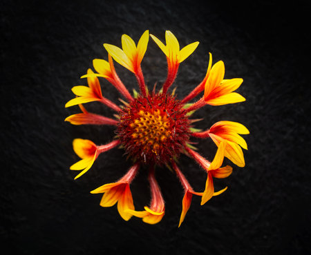 Studio shot of flower on black background. Selective focus.の写真素材