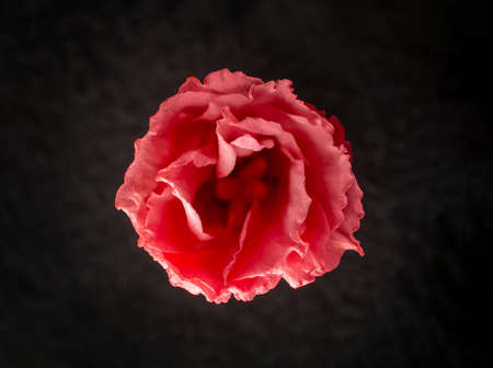 One flower on black background. For design. Nature.