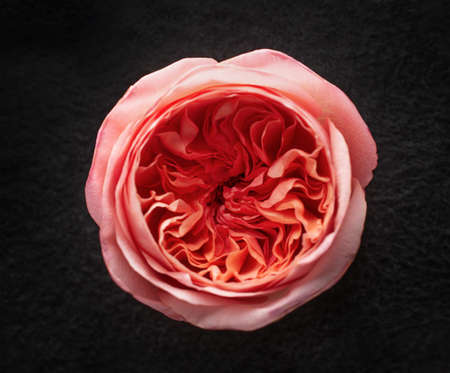 Studio shot of flower on a black background. Macro photo.