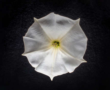 Top view of a flower on a black background. Photo from above.の写真素材