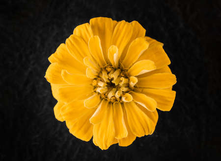 Studio shot of flower on a black background. Close up.の写真素材