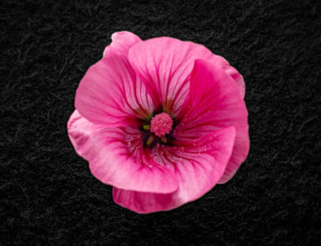 Top view of a flower on a black background. Close up.の写真素材