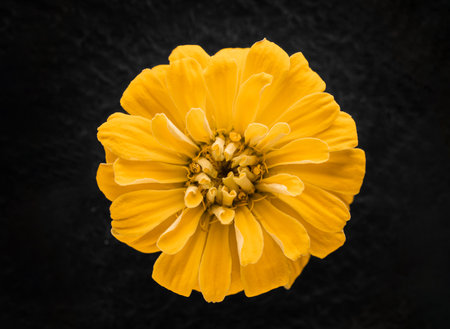 Beautiful flower on a black background. View above.の写真素材