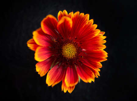 Close-up of flower on black background. Selective focus.の写真素材
