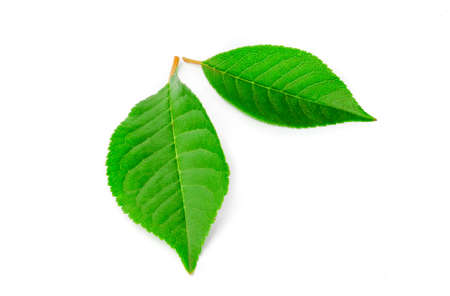 Green leaves on white background